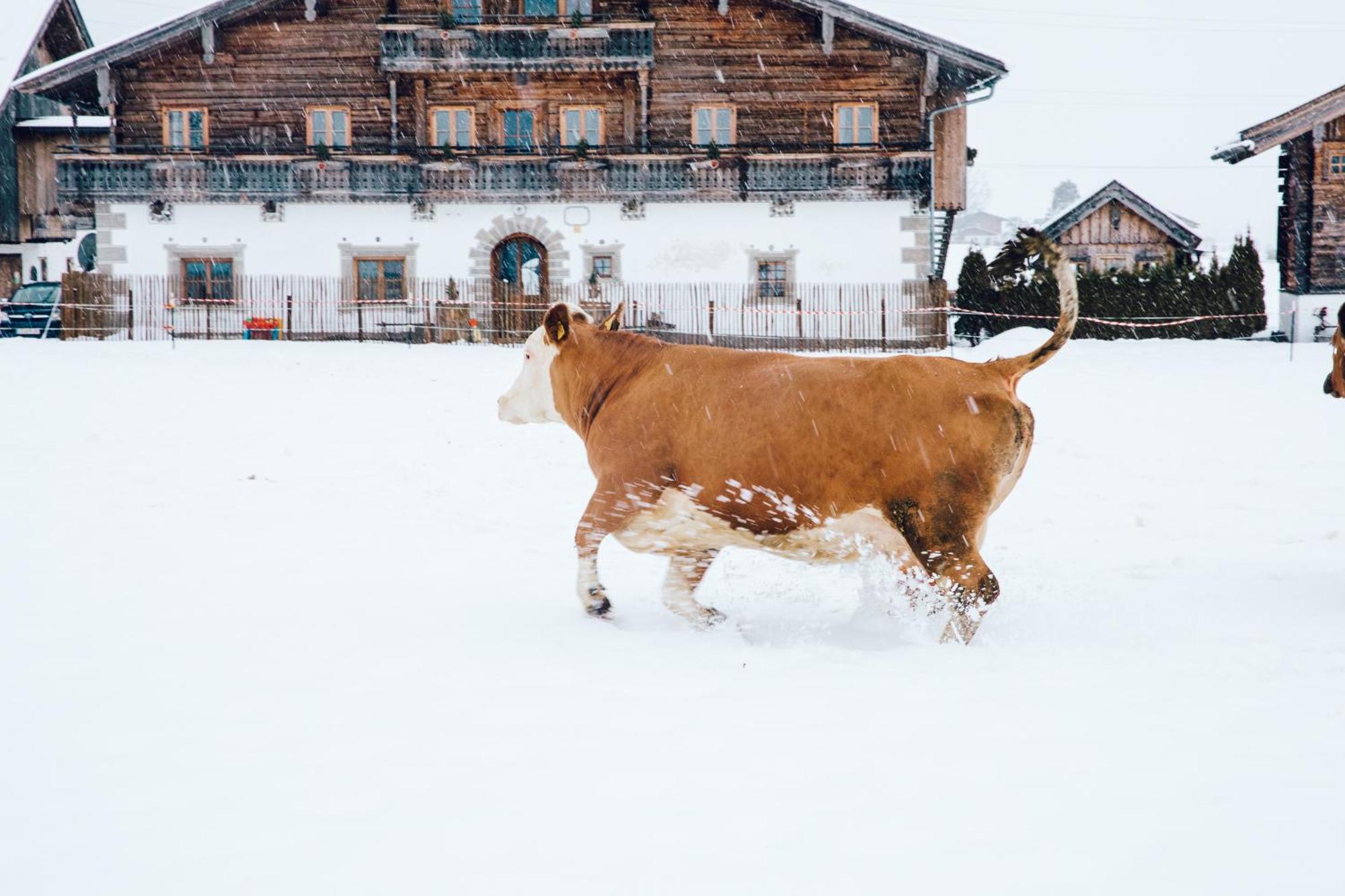 Appartamento Hoferbichlgut Saalfelden Esterno foto